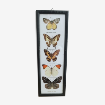 Showcase of Naturalized Butterflies