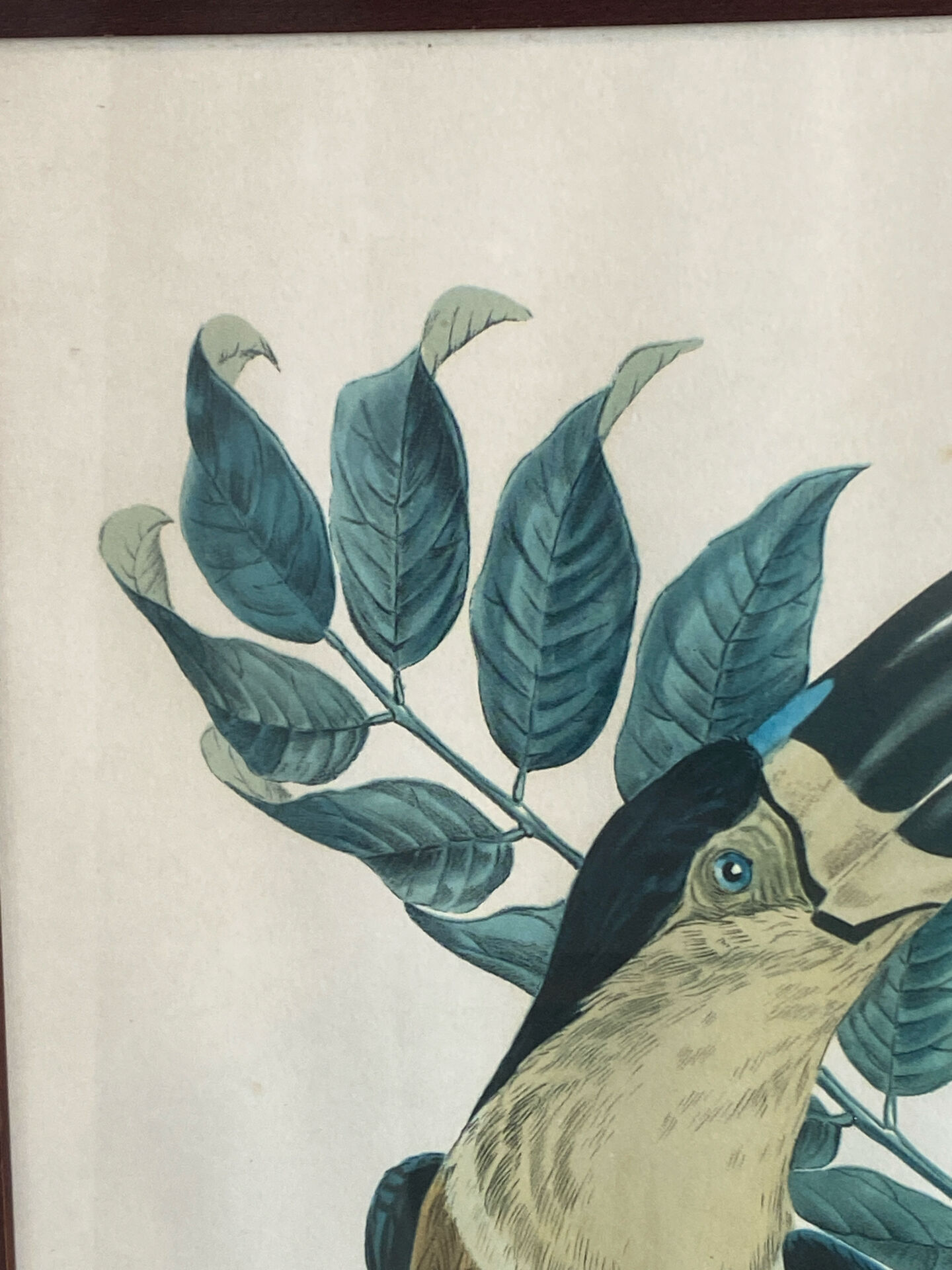 Gravure, Toucan Ariel, Descourtilz