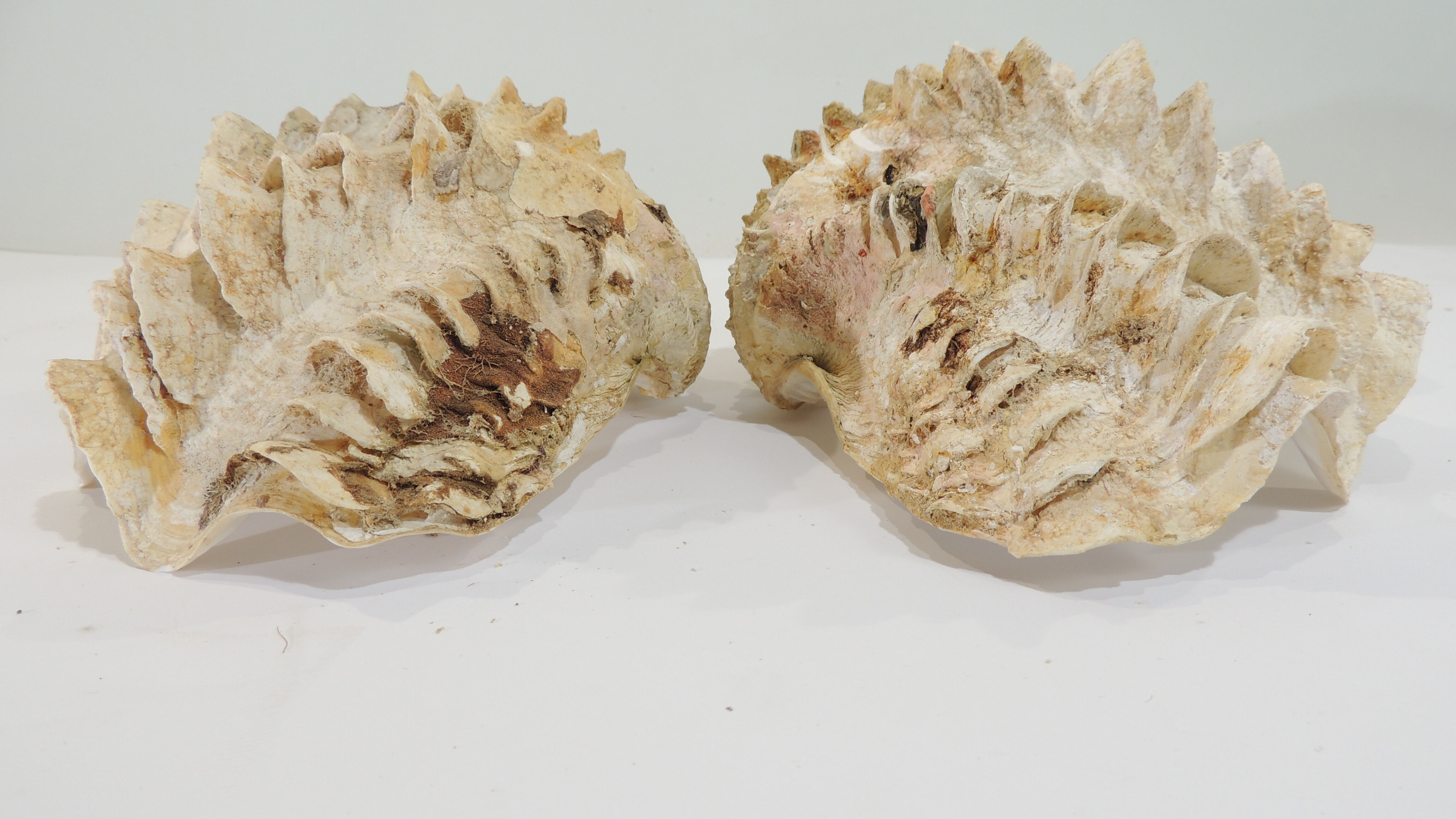 Clamshell geant/clam/Collectible shell/aquarium