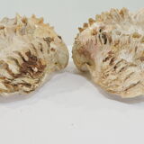 Clamshell geant/clam/Collectible shell/aquarium