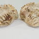 Clamshell geant/clam/Collectible shell/aquarium