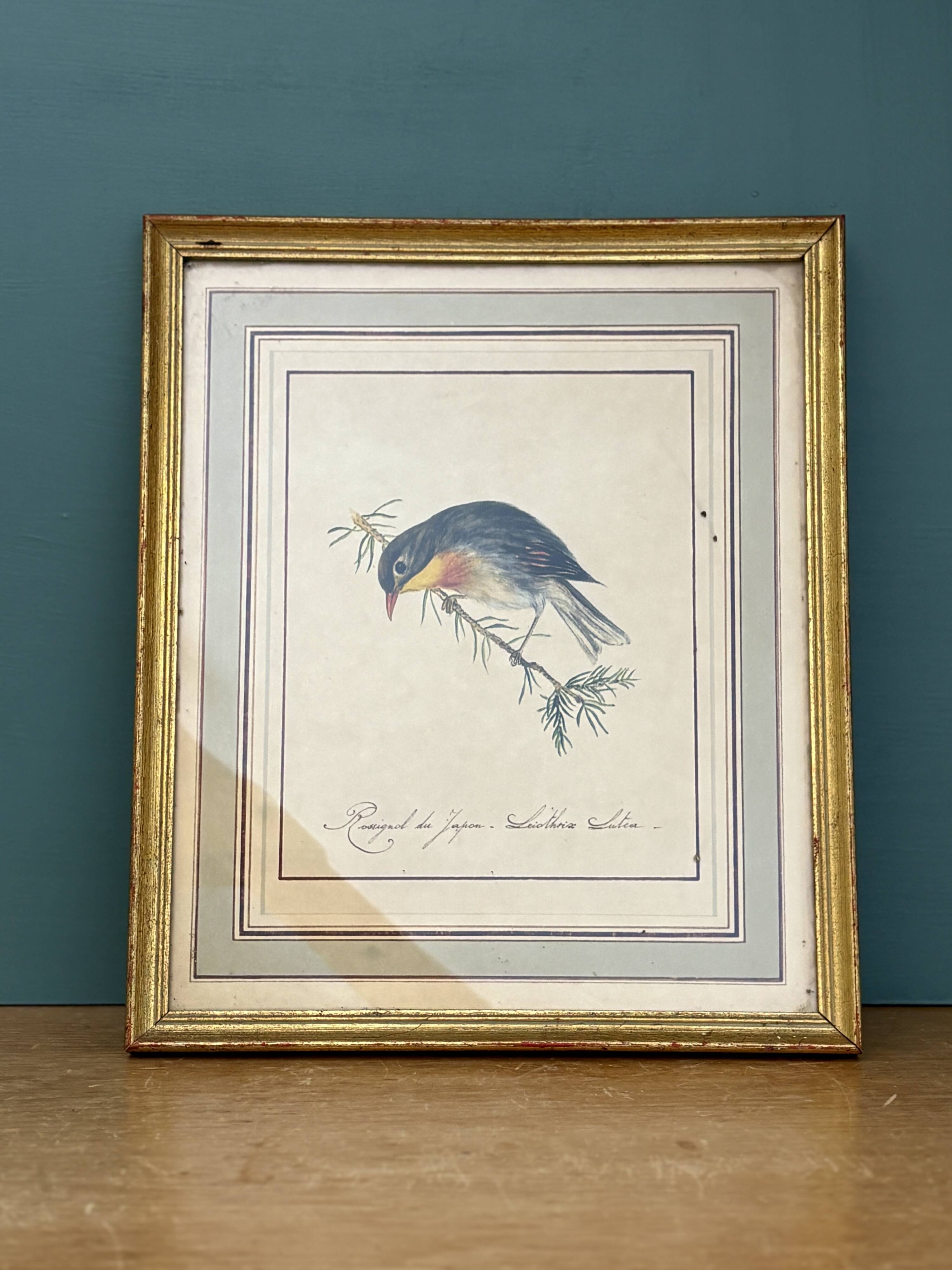 Vintage frame drawing of a bird - Japanese Nightingale