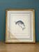 Cadre vintage dessin d'oiseau - Rossignol Japonais