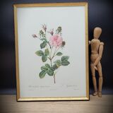 Lithograph under frame rose agathe meat