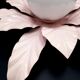 Applique fleur metal