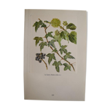 Botanical plate Ivy