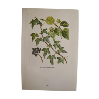 Botanical plate Ivy