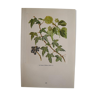 Botanical plate Ivy