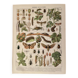Lithograph on insect enemies of the vine (Viticulture Vinification Oenology) - 1910