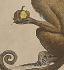 Planche zoologique originale de 1839