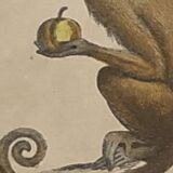 Original zoological plate of 1839