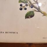 Gould lithograph enhanced hand birds