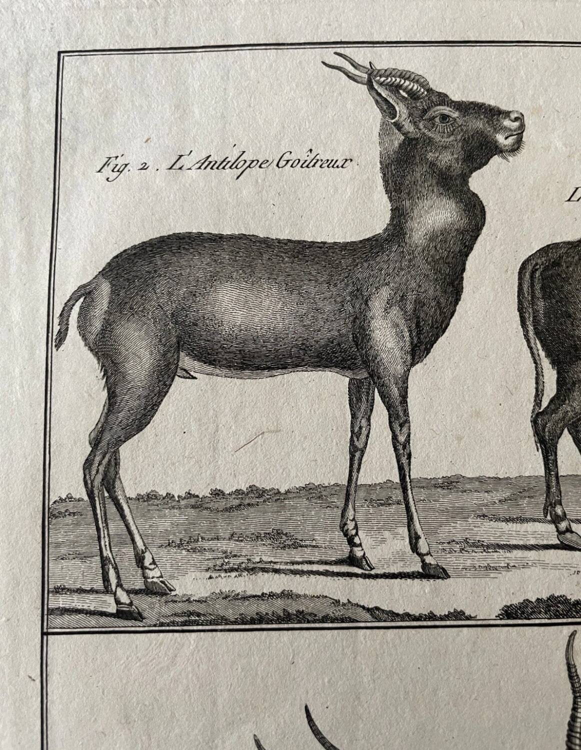 Engraving Old book 18th century Buffon, Bonnaterre, Natural history