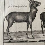 Engraving Old book 18th century Buffon, Bonnaterre, Natural history
