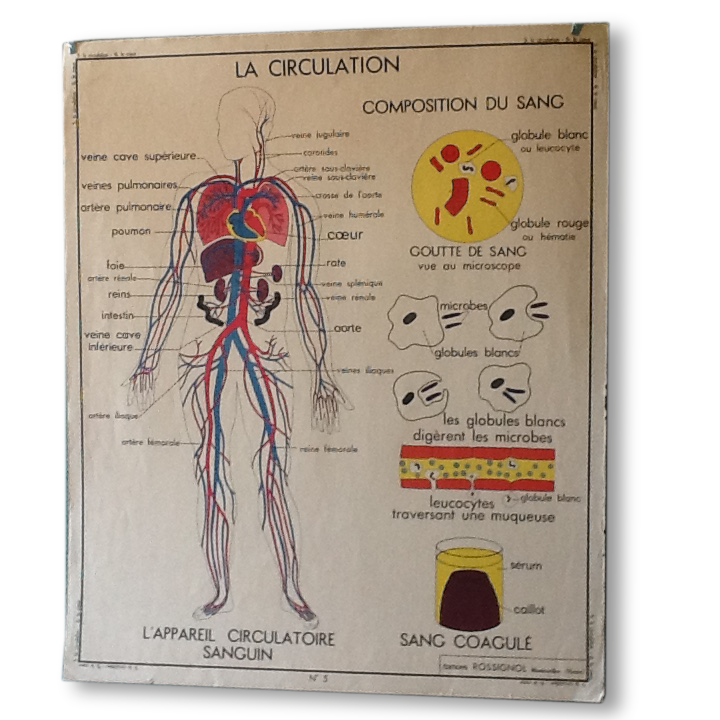 Displays educational vintage circulation / heart