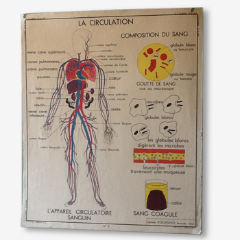 Displays educational vintage circulation / heart