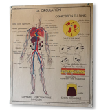Displays educational vintage circulation / heart