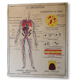 Displays educational vintage circulation / heart