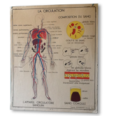 Affiche pédagogique vintage la circulation/le cœur