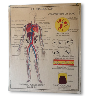 Displays educational vintage circulation / heart