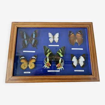Ancien coffret boîte à papillons 6 espèces collection entomologie lepidopterisme