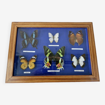 Old butterfly box set 6 species entomology lepidopterism collection