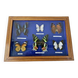 Ancien coffret boîte à papillons 6 espèces collection entomologie lepidopterisme
