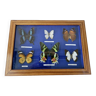Old butterfly box set 6 species entomology lepidopterism collection