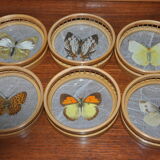 Butterfly tray and coasters