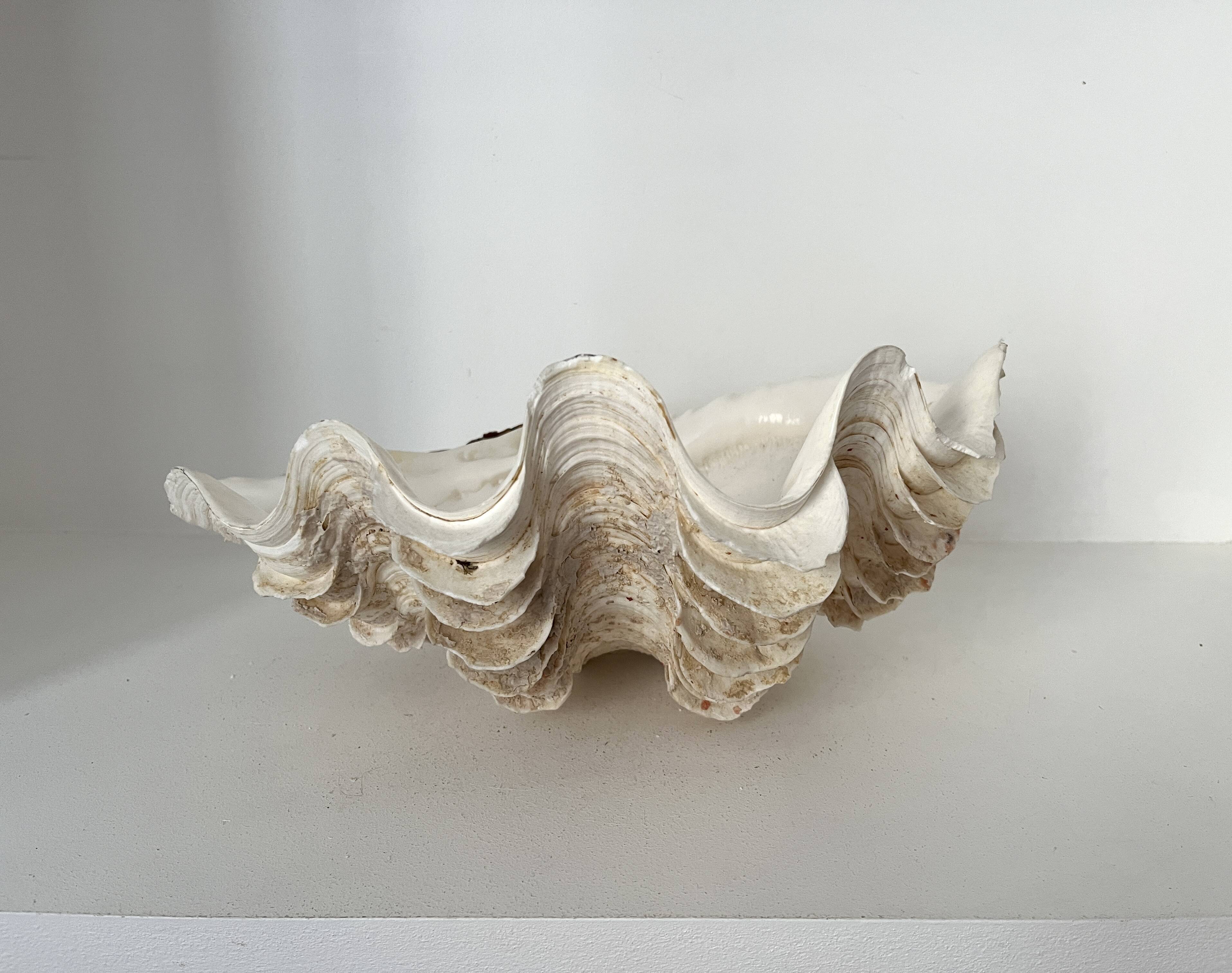 Authentic vintage giant bivalve shell, tridacna gigas shell.