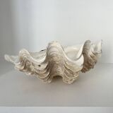 Authentic vintage giant bivalve shell, tridacna gigas shell.