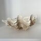 Authentic vintage giant bivalve shell, tridacna gigas shell.