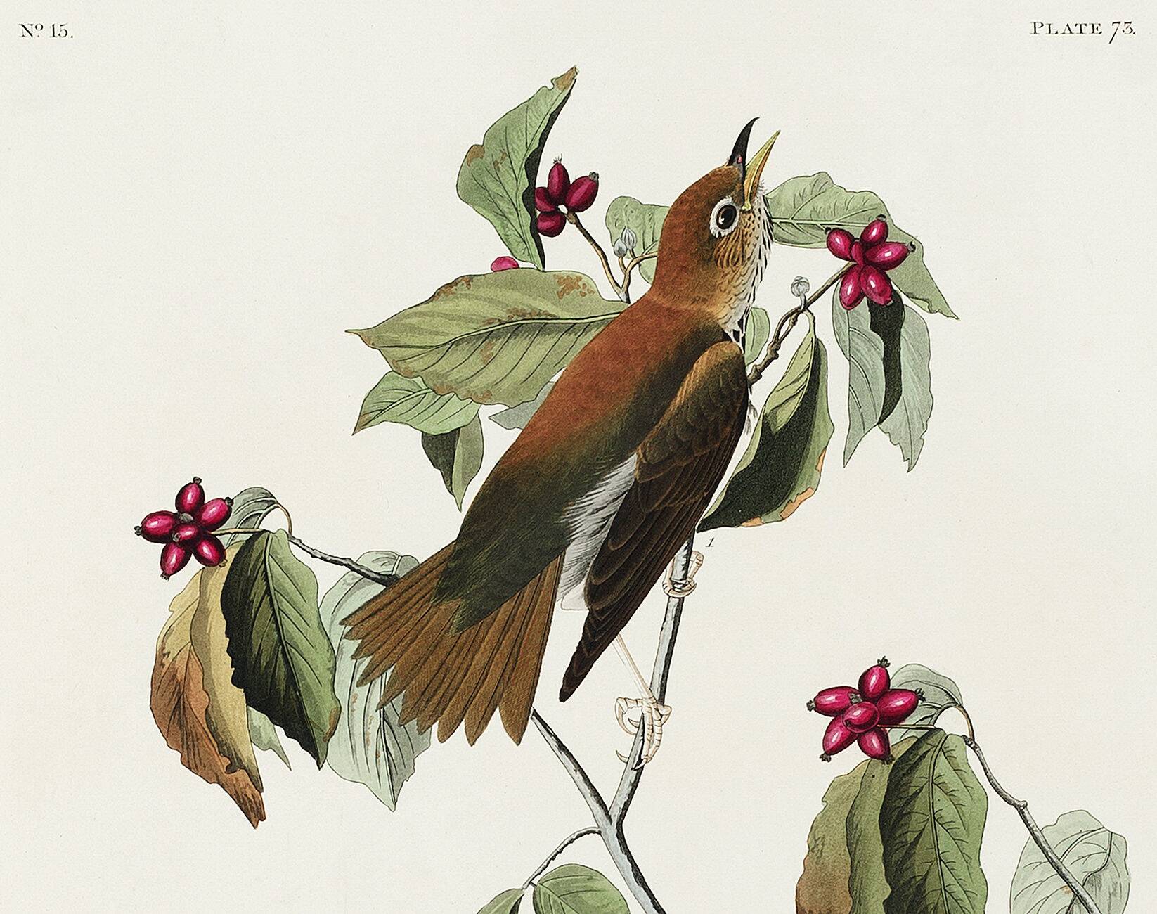 Poster about the Song Thrush, after an old engraving from 1827.