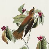 Poster about the Song Thrush, after an old engraving from 1827.