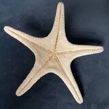 Starfish