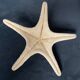 Starfish