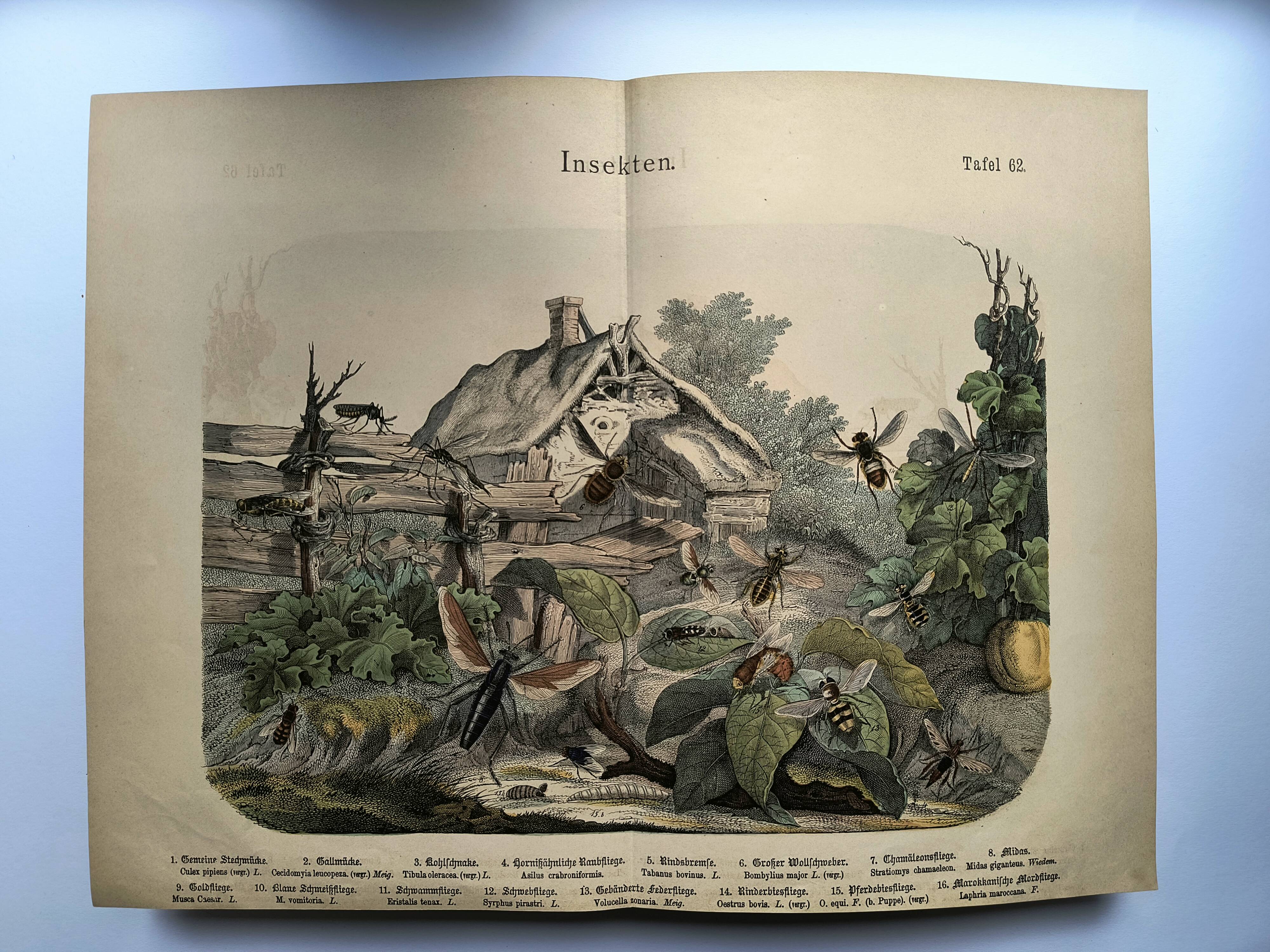 Engraving from 1886 - Insects on the farm - Vintage old lithograph