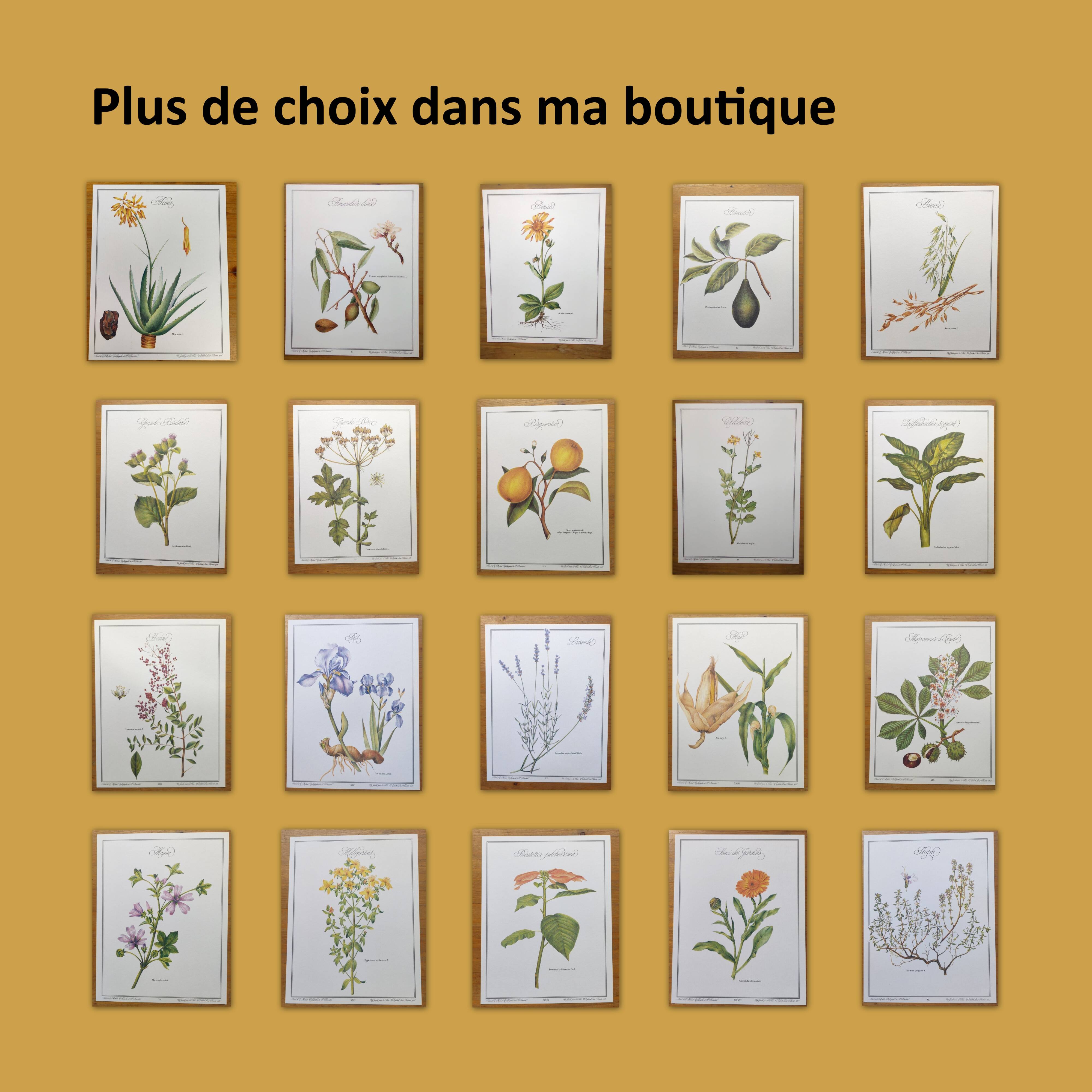 Gravure botanique - Millefeuille