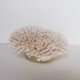 Corail authentique