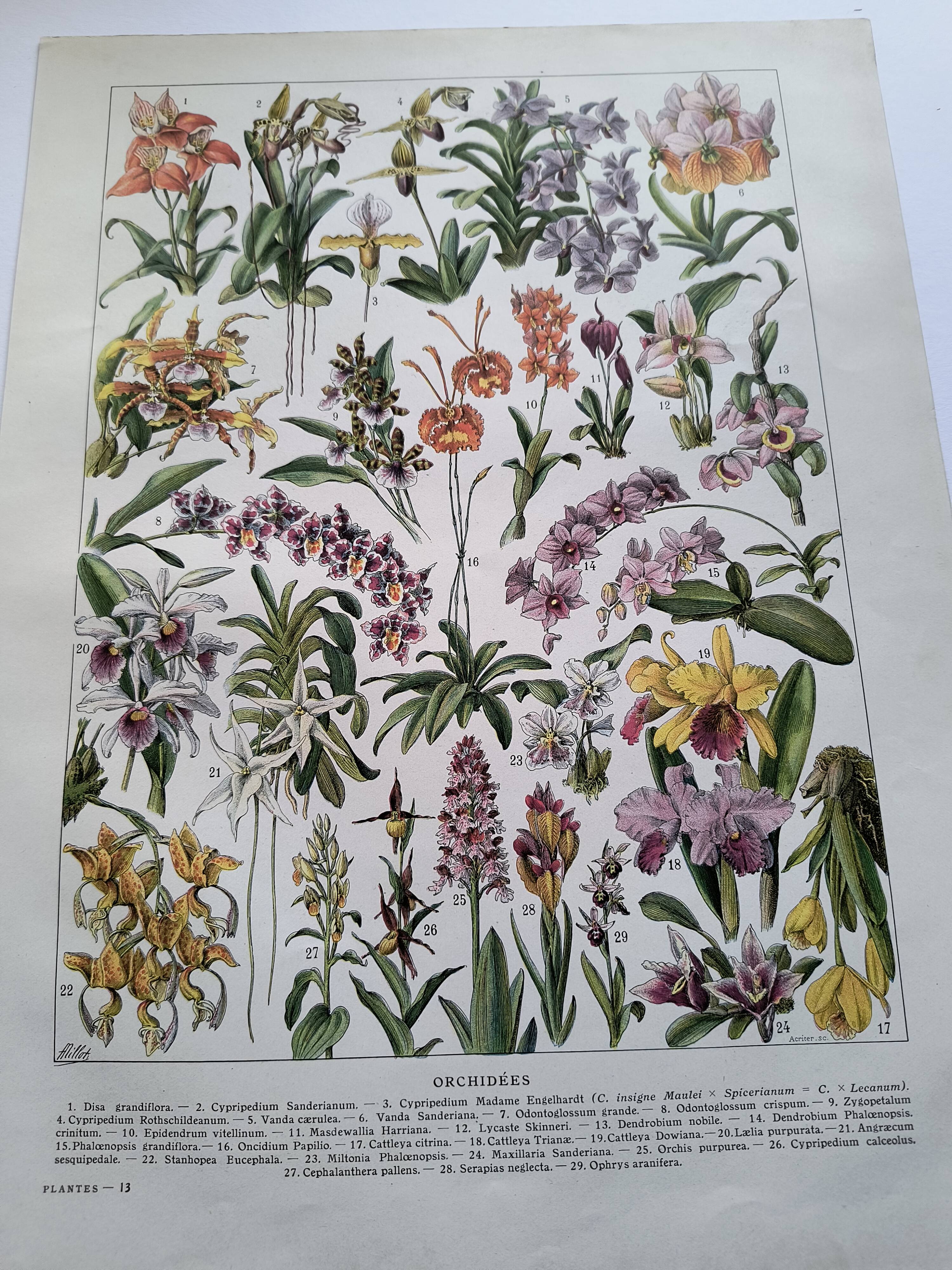 Antique botanical engraving, 1922 - Orchids by A. Millot - flora plate