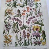 Antique botanical engraving, 1922 - Orchids by A. Millot - flora plate