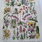 Gravure botanique ancienne  1922 - Orchidées par A.Millot - planche flore