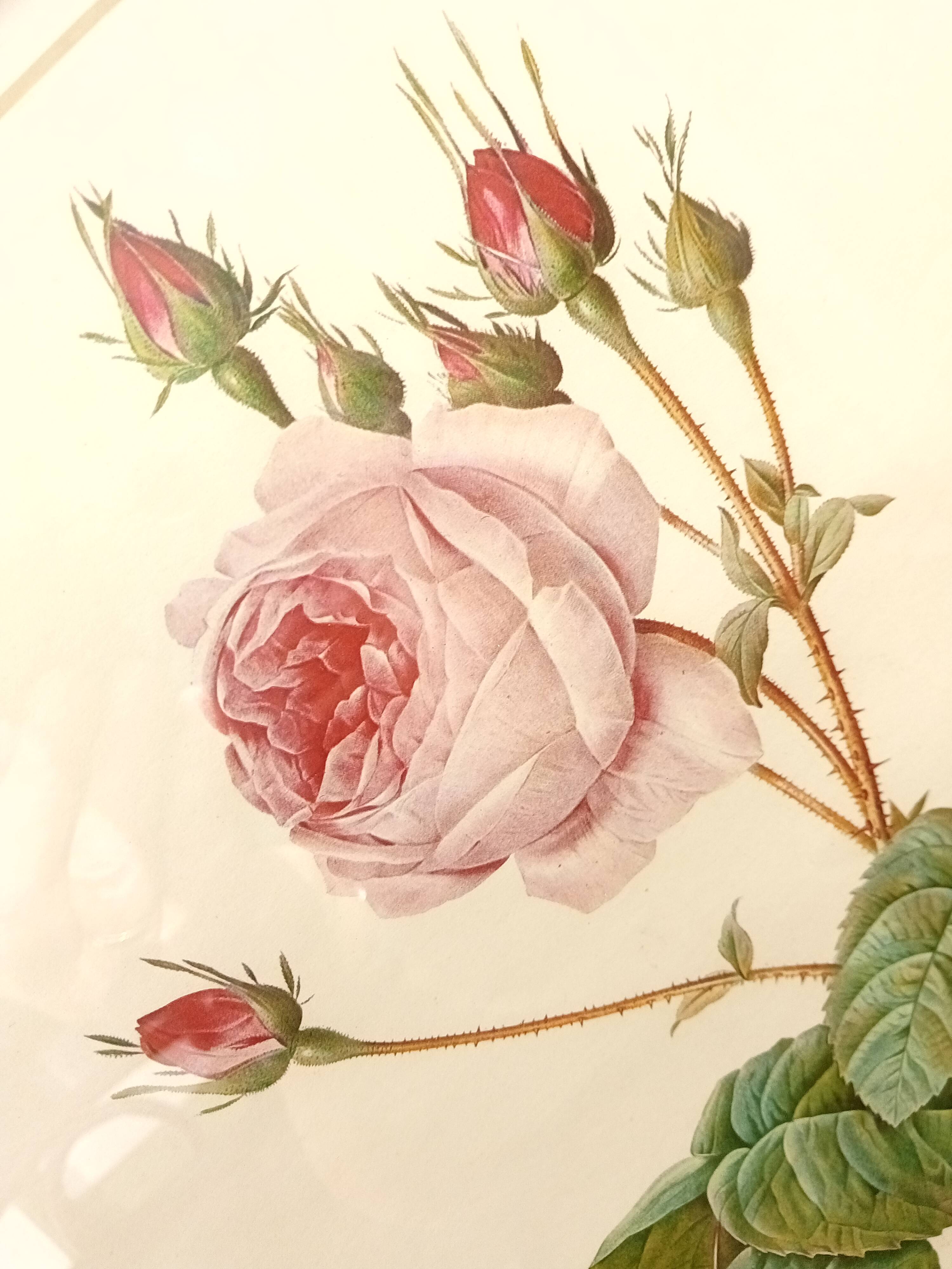 Redouté botanical board