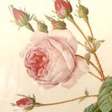 Redouté botanical board