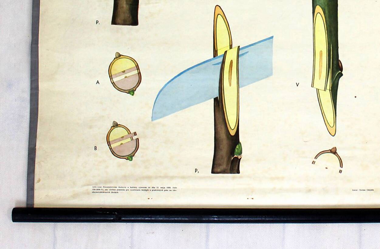 Vintage School Botanical Posters, 1950s, Set of 3