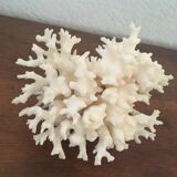 Ancient corals