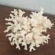 Ancient corals