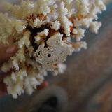 White coral