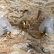 Old Pair Wall Lamp Golden Metal + Reflector Molded Glass 70s Vintage