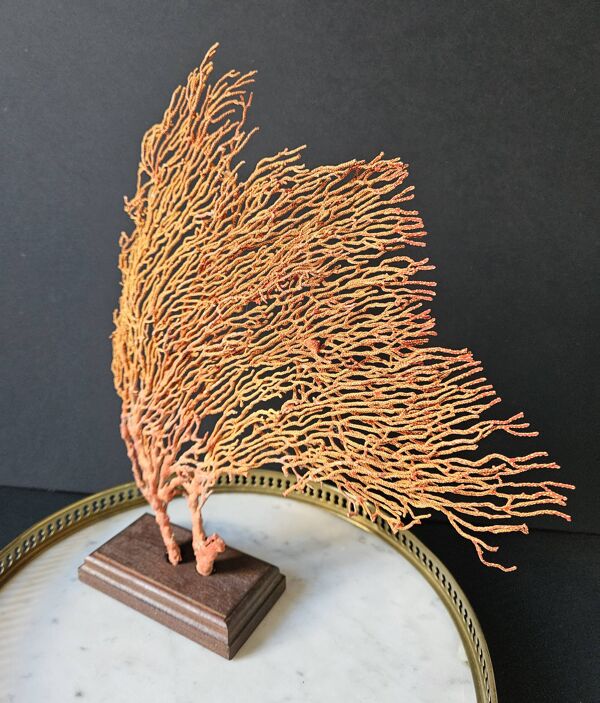 Gorgone Rouge Socle en bois. H : 32 cm   Objet de Décoration & Curiosité